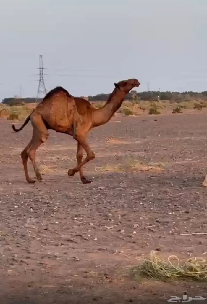 قعود دبياني 0