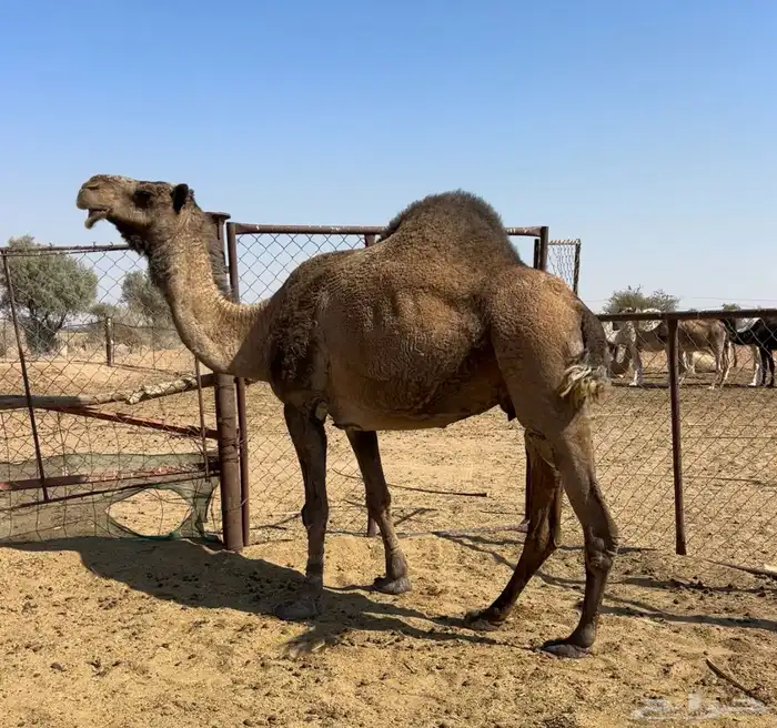 معشر وضروبه 6