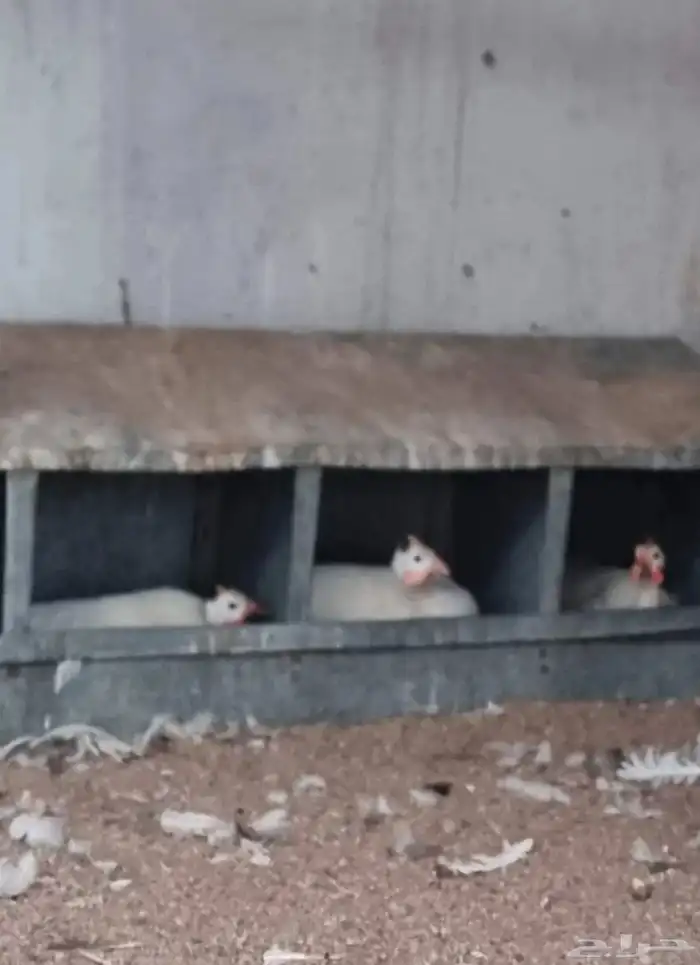 دجاج حبشي ابيض 1