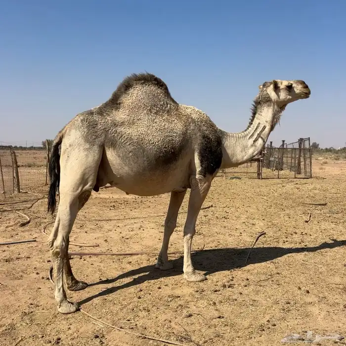 لقحه شقحاء 2