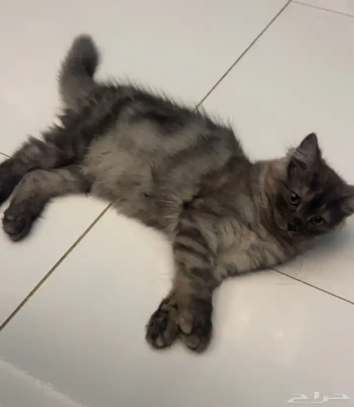 قطوه شيرازيه 0