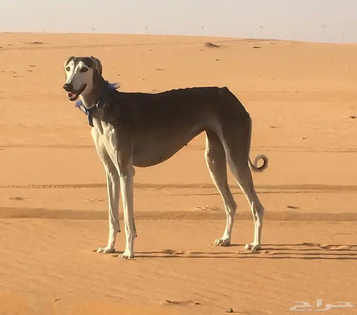 السلام عليكم الي عنده سلقان مدربه تبني يكلمني خاص 1