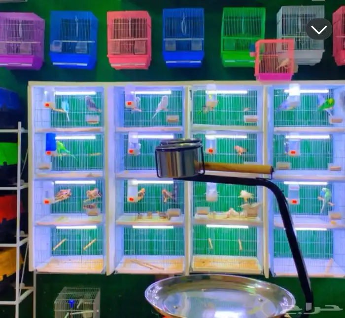 شبوك عرض طيور زينه 4