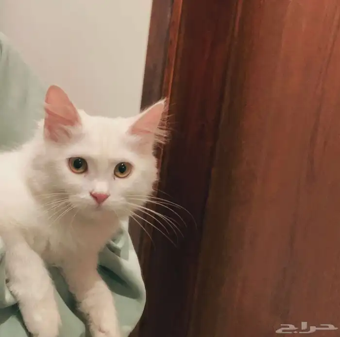 شيرازي-بلدي للبيع 1