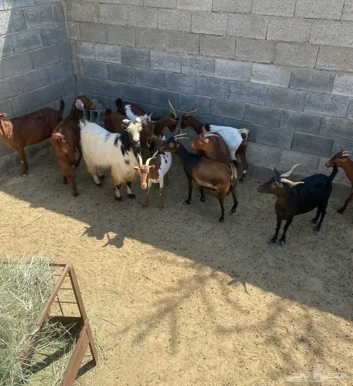 معزا للبيع 1