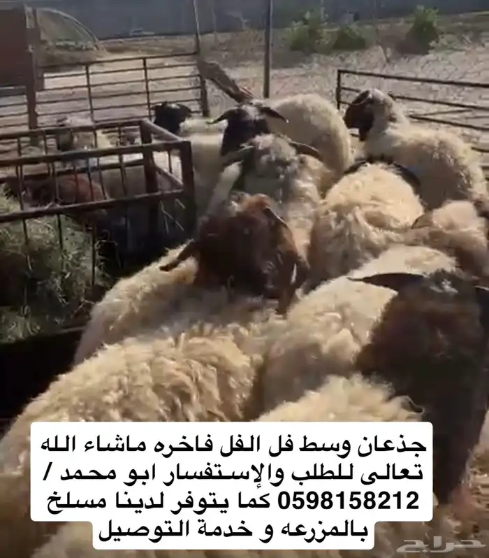 ذبايح نعيم وحريات ونحدي حلالنا بلدي فقط موقعنا الدمام 1