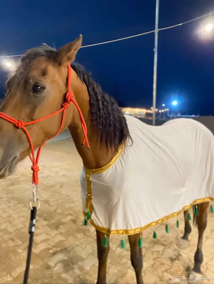 فرس شعبيه شيخه 2