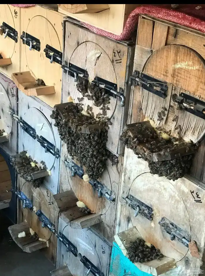 نحل للبيع في تية دارس 1