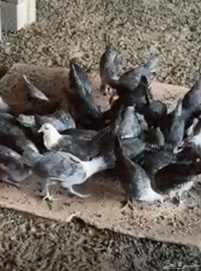 بشاير فيومي وديكه العمر شهرين 2