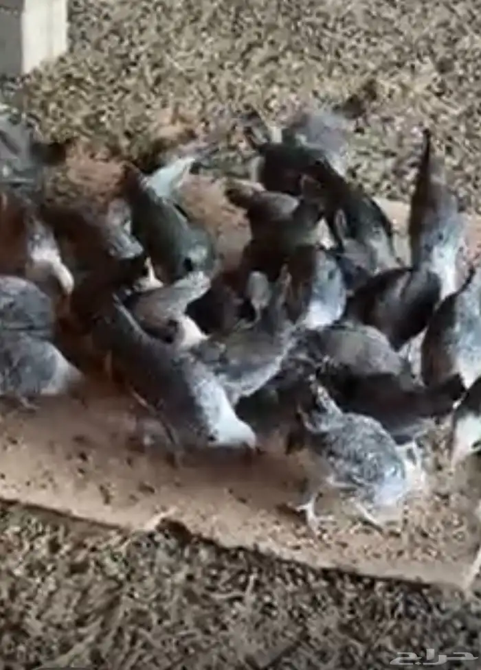 بشاير فيومي وديكه العمر شهرين 3