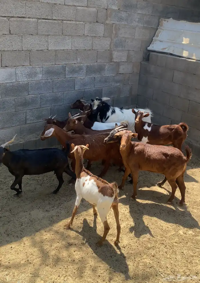 معزا للبيع 0