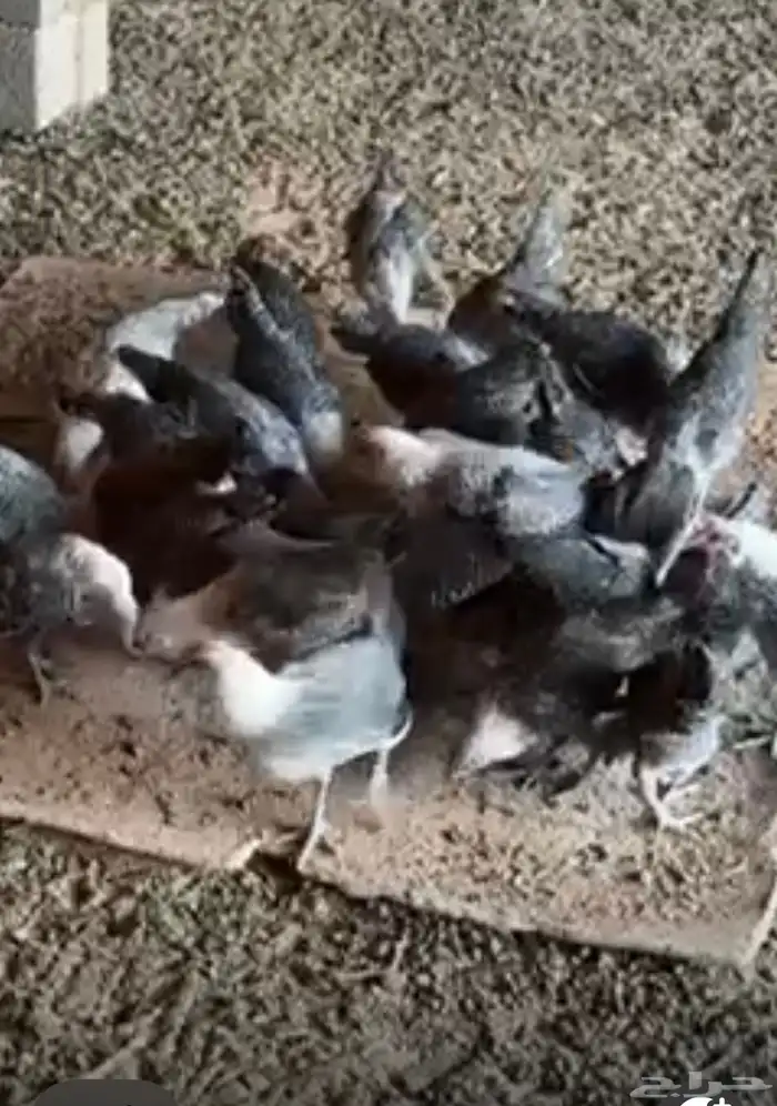 بشاير فيومي وديكه العمر شهرين 0