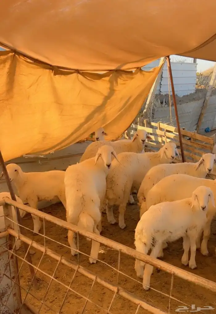 لحم حري جذع بالربع ولنصف وبالتقسيط 1