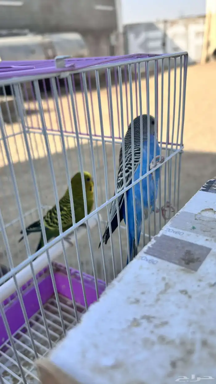 جوز بادجي مع القفص 100ريال 1