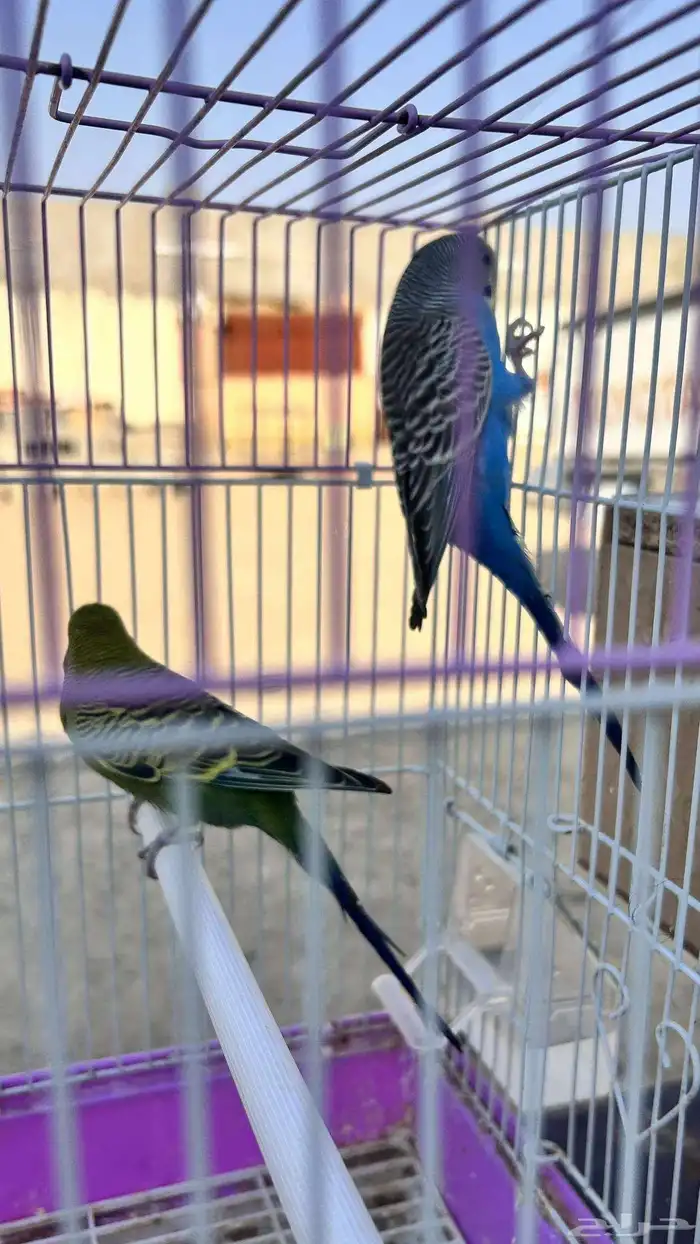 جوز بادجي مع القفص 100ريال 0