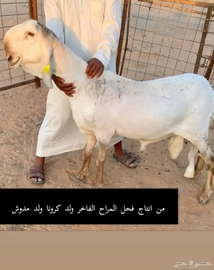 فحل ساكني خصم 1