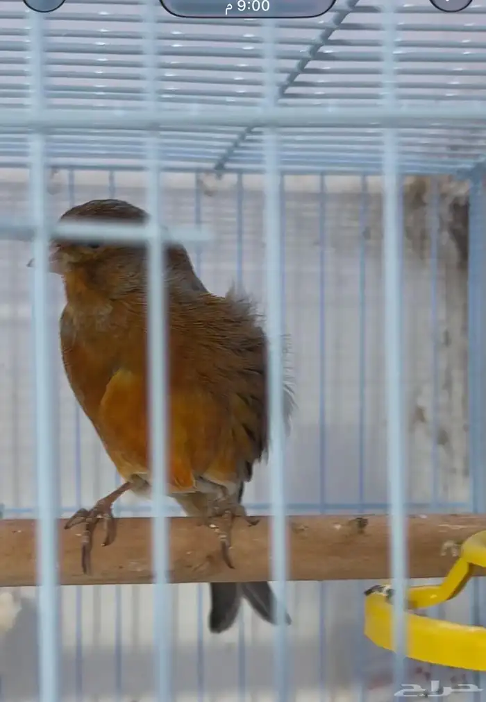 جوز كناري سوري ماي ورد 3