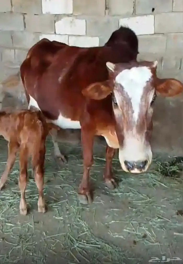 بقر للبيع مراح واحد العدد 16 الكبار 10 التبع 6 17