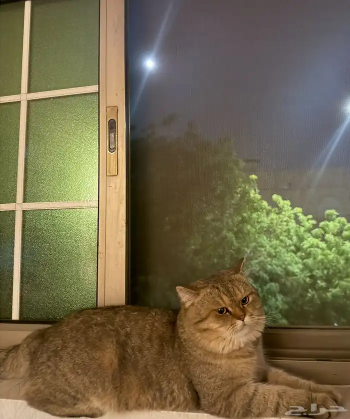 قط مفقود بالظهران بالدانه الشماليه لابس طوق ازرق 0