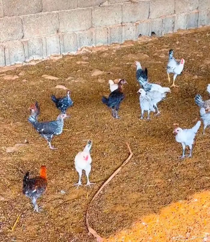 صوص فيومي المنيوم وشبابي وبلدي 1