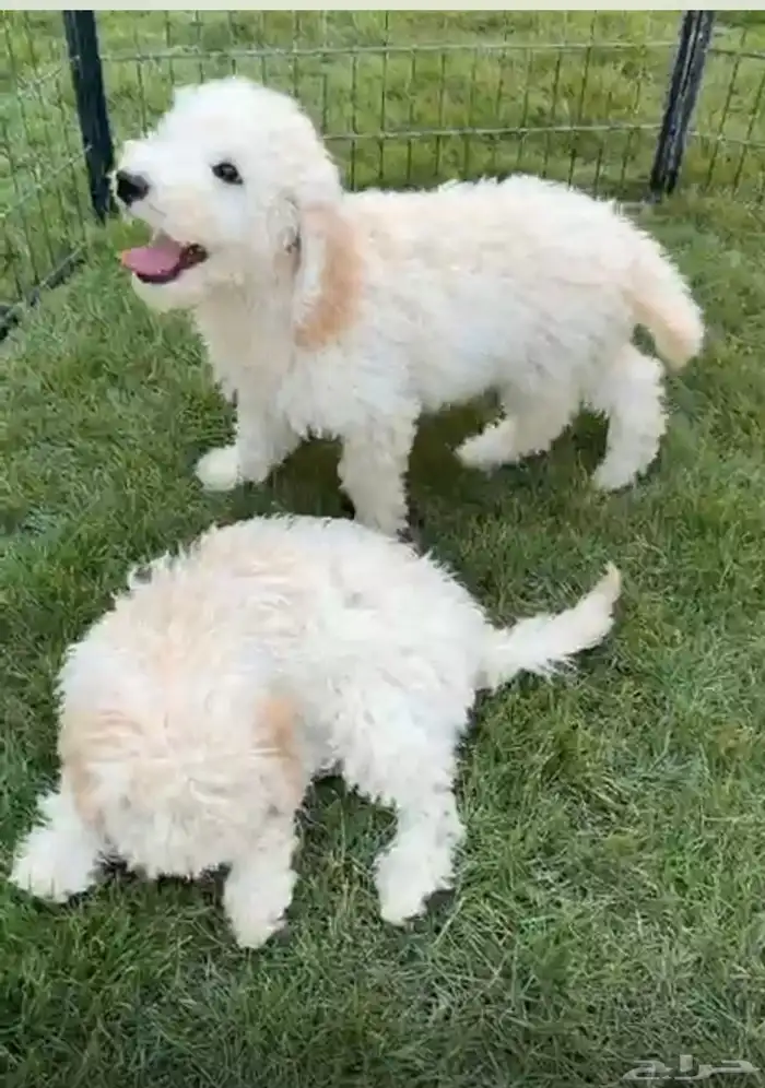 جراوي بودل ستاندر 1