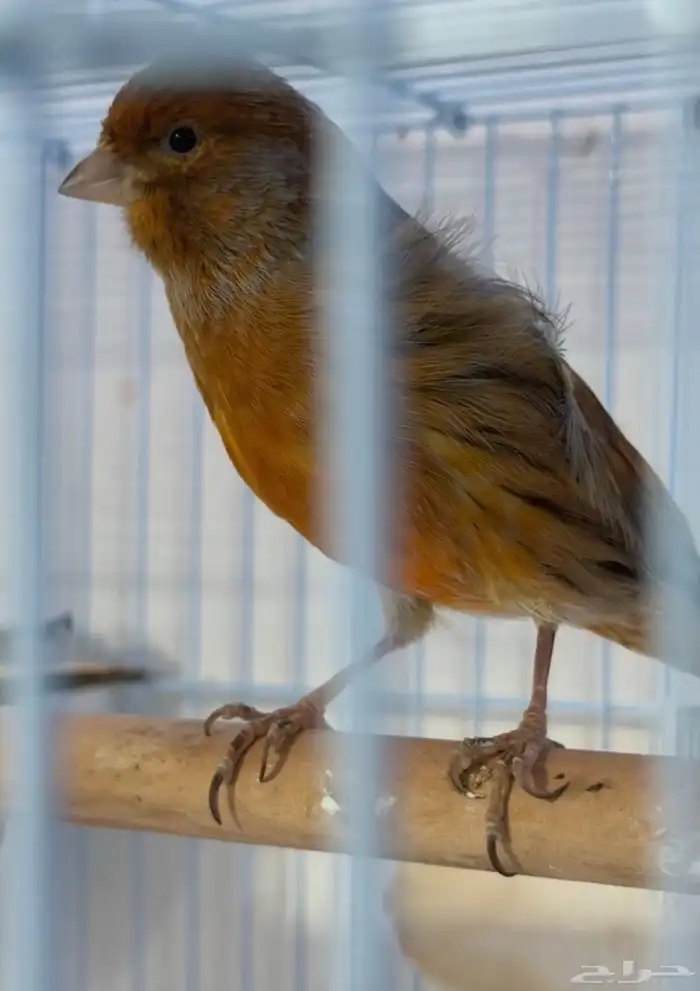 جوز كناري سوري ماي ورد 1