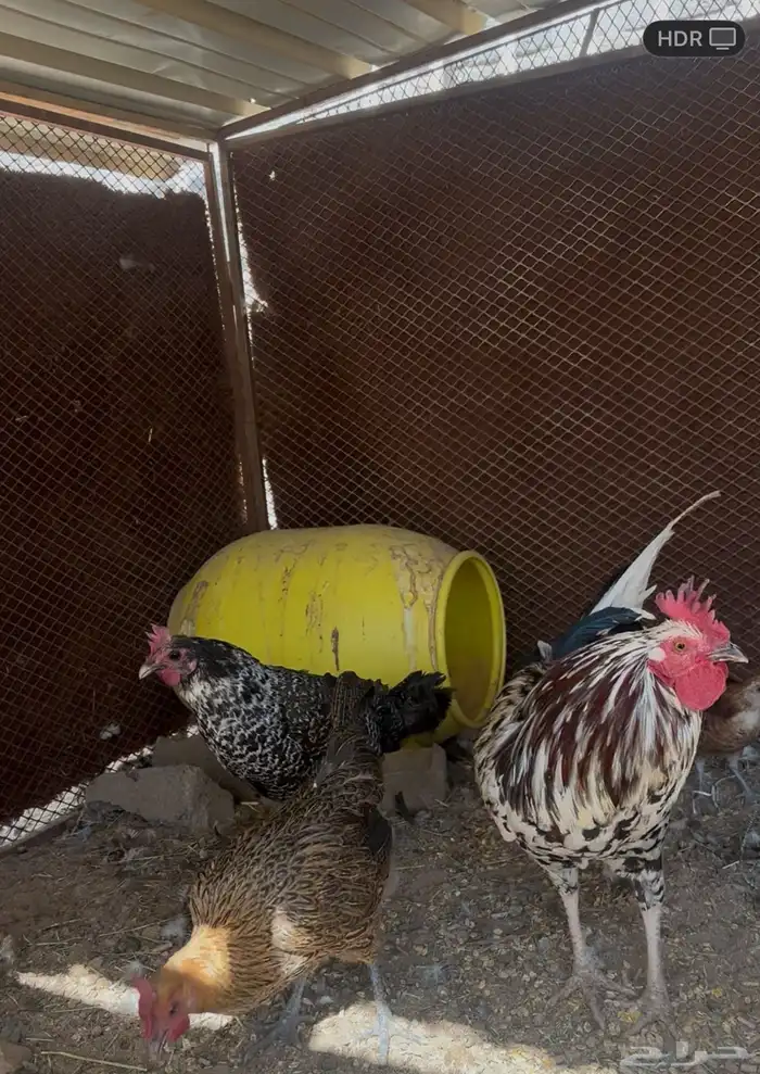 دجاج للبيع 0