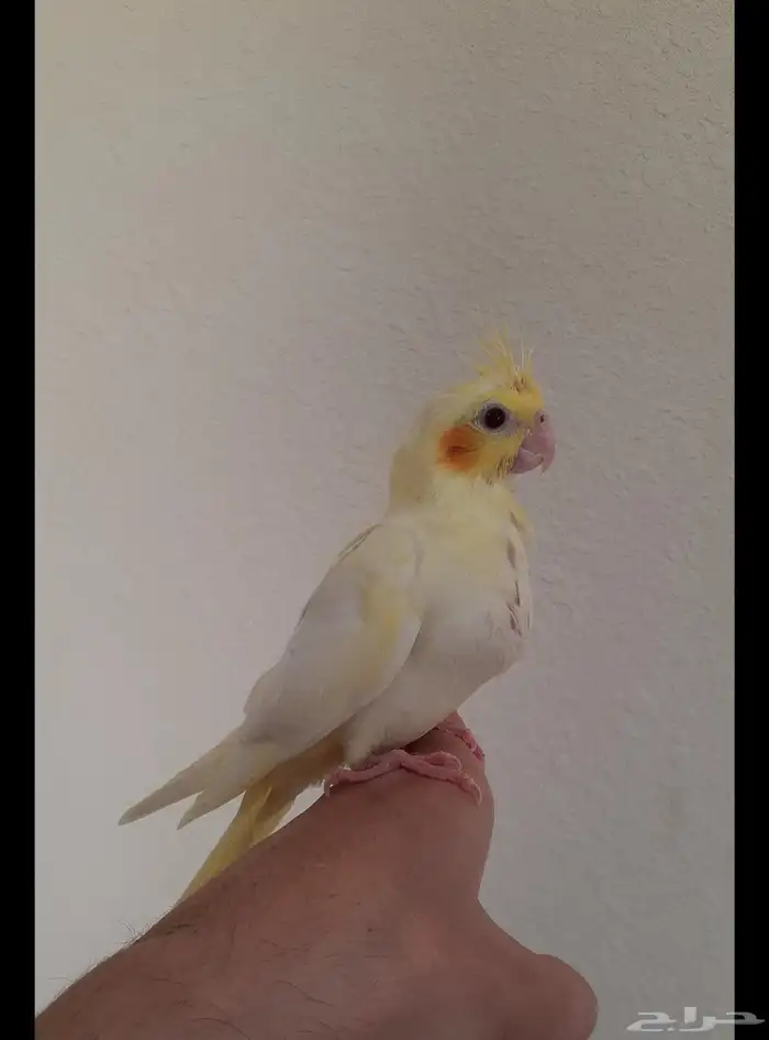 طير كروان هدد داخلي بداية فطام 2