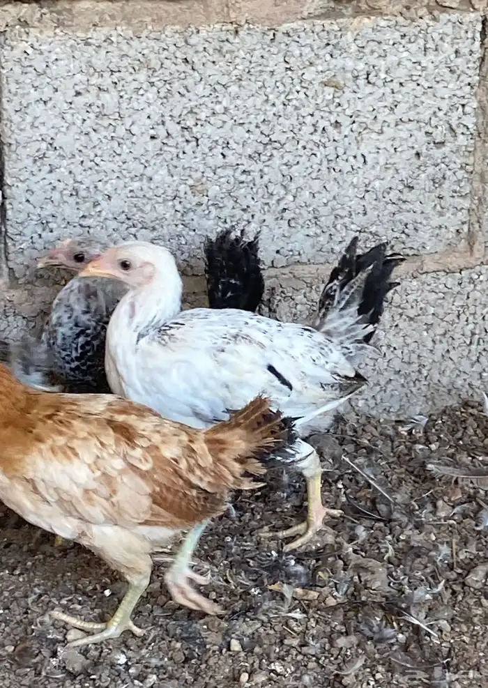 صوص عمر شهرين 3