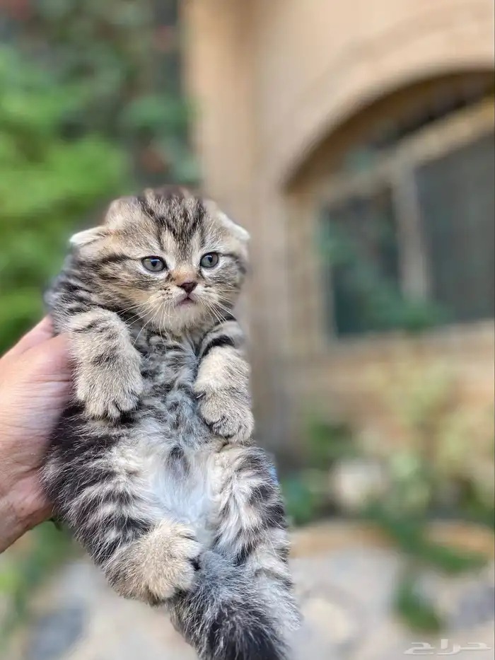 كيتن سكوتش فولد مطعمين مدربين للبيع ولايوجد تبني 43