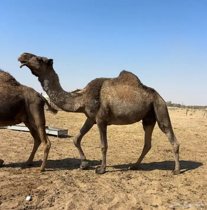 لقحه صفرا طيبه 1