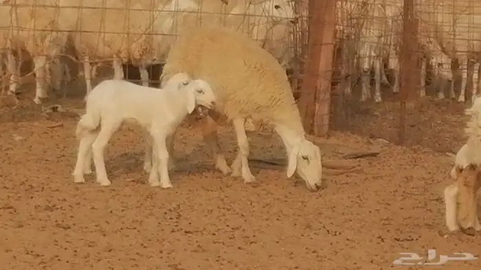 رخال حريات حرش خلفات ضان حرية 8 معها 8 رأس 31