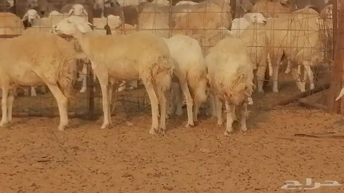 رخال حريات حرش خلفات ضان حرية 8 معها 8 رأس 39