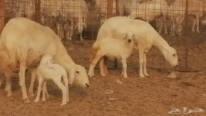 رخال حريات حرش خلفات ضان حرية 8 معها 8 رأس 48