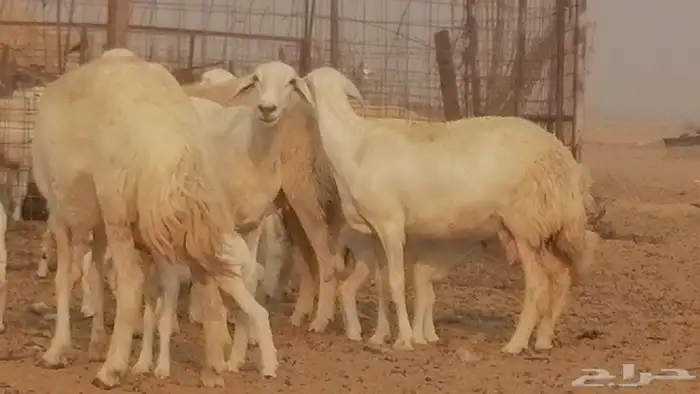 رخال حريات حرش خلفات ضان حرية 8 معها 8 رأس 22