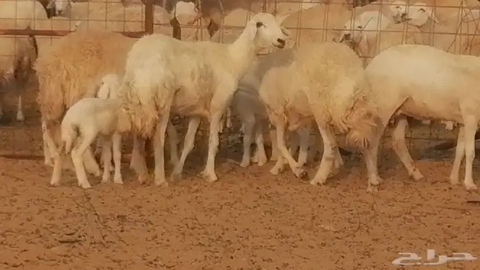 رخال حريات حرش خلفات ضان حرية 8 معها 8 رأس 41