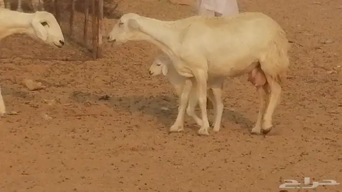 رخال حريات حرش خلفات ضان حرية 8 معها 8 رأس 33