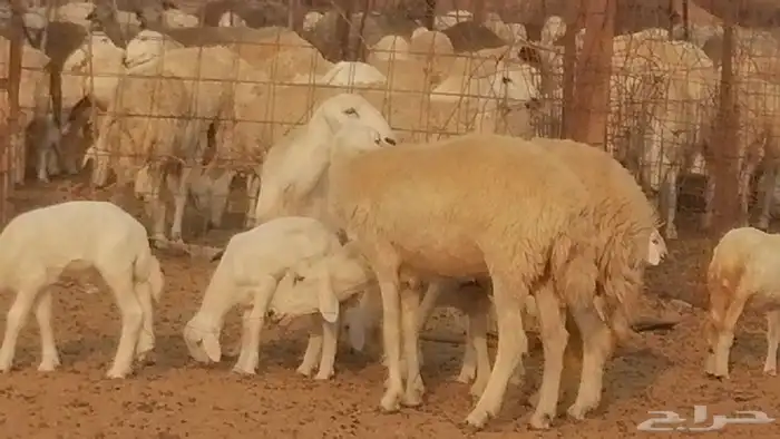 رخال حريات حرش خلفات ضان حرية 8 معها 8 رأس 30