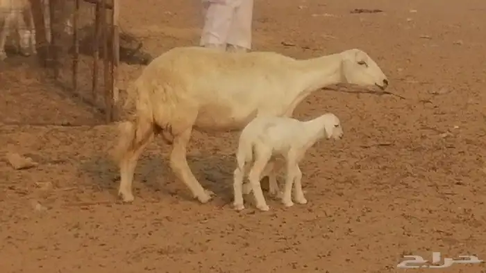 رخال حريات حرش خلفات ضان حرية 8 معها 8 رأس 32