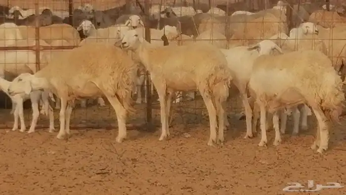 رخال حريات حرش خلفات ضان حرية 8 معها 8 رأس 36