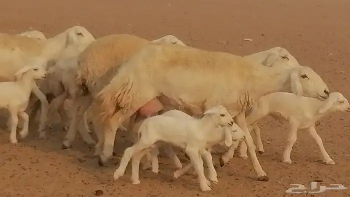 رخال حريات حرش خلفات ضان حرية 8 معها 8 رأس 42