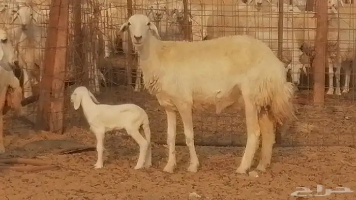 رخال حريات حرش خلفات ضان حرية 8 معها 8 رأس 5