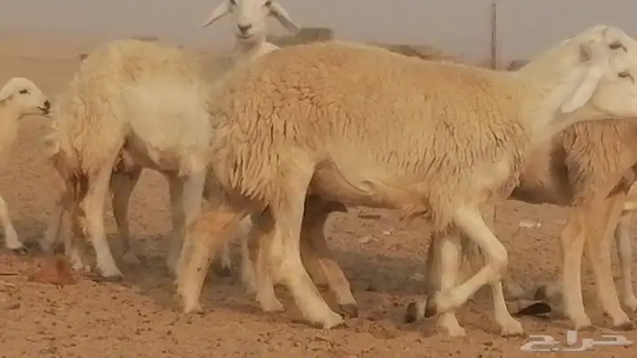 رخال حريات حرش خلفات ضان حرية 8 معها 8 رأس 11