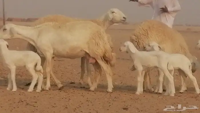 رخال حريات حرش خلفات ضان حرية 8 معها 8 رأس 21