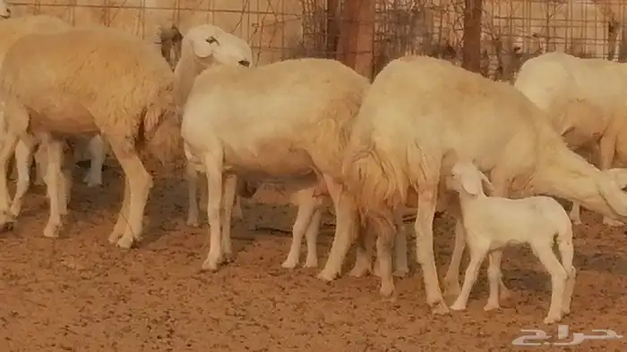 رخال حريات حرش خلفات ضان حرية 8 معها 8 رأس 44