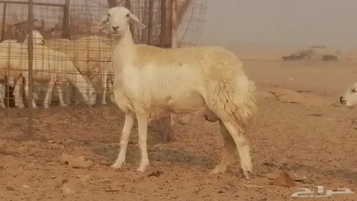 رخال حريات حرش خلفات ضان حرية 8 معها 8 رأس 8