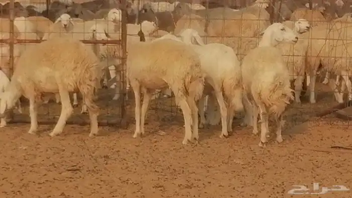 رخال حريات حرش خلفات ضان حرية 8 معها 8 رأس 38