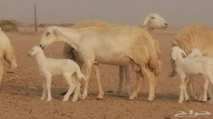 رخال حريات حرش خلفات ضان حرية 8 معها 8 رأس 9