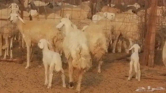 رخال حريات حرش خلفات ضان حرية 8 معها 8 رأس 40