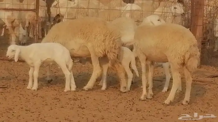 رخال حريات حرش خلفات ضان حرية 8 معها 8 رأس 25